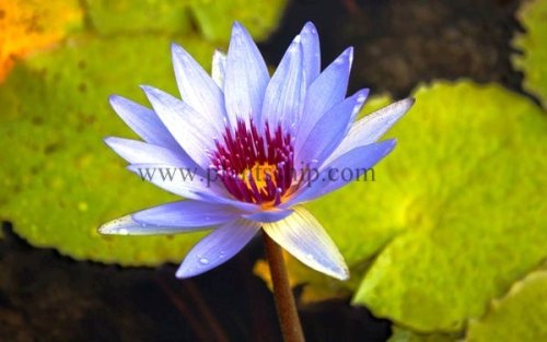 Water Lily  plant