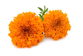 Fresh Orange Marigold Flowers
