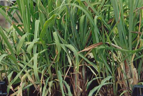 Lemon Grass