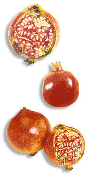 Pomegranate