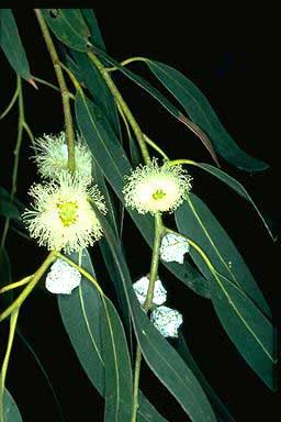 eucalyptus honey