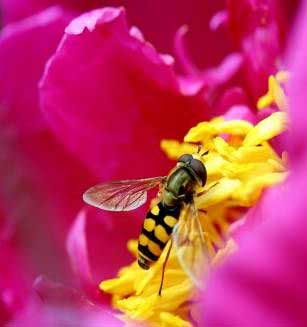 Multi-Flora Himalayan Honey
