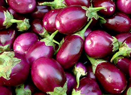 Fresh Brinjal, Color : Purple