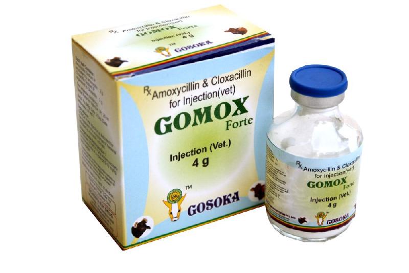 Gomox Forte Injection