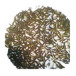 Grass Carp Fish Seeds