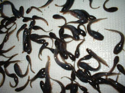 Hybrid Magur Fish Seeds, Purity : 100%