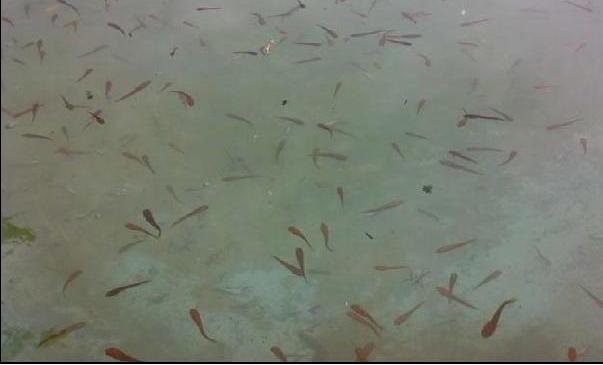 Murrel fish seeds