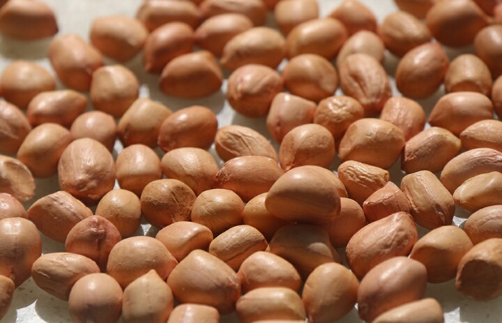 Natural Gunwanti Groundnut Kernel, for Food