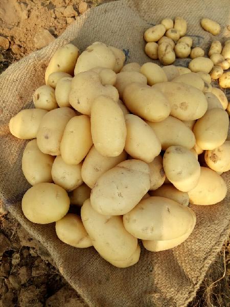 Seed potatoes Pukhraj