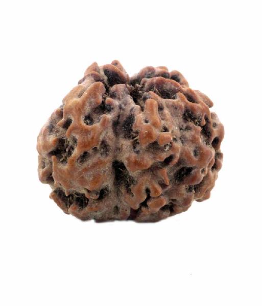 Rudraksha Stone