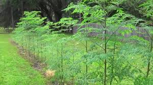 Moringa Plant