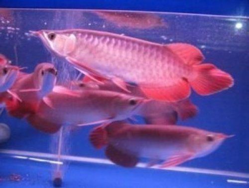 Asian Red Arowana Fish