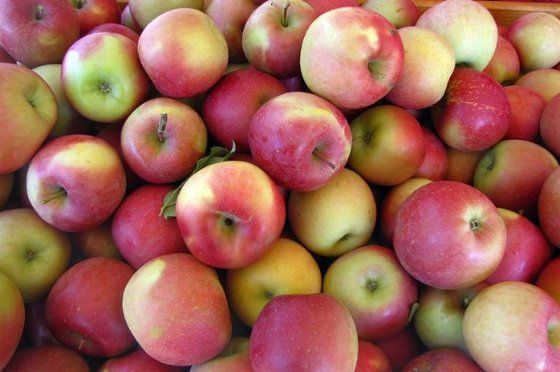 royal gala apples