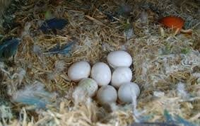 Fresh Fertile Parrot Eggs