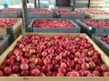 Fresh Gala Apples