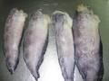 Frozen Reef Cod Fish