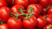 Grade A Fresh Tomatoes