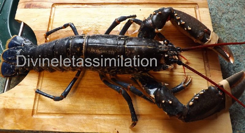 live canadian lobster