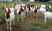 Live Diary Boer Goats