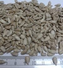 NON GMO Sunflower Seeds/Sunflower Seeds Kernel
