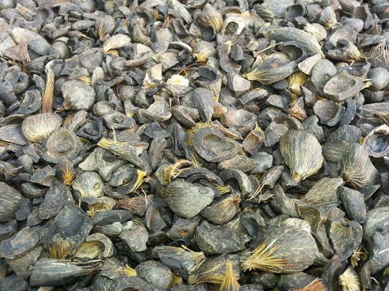 Palm Kernel Shell (pks)