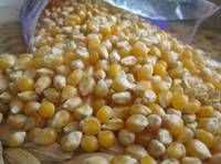 yellow maize corn