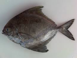  Black Pomfret Fish