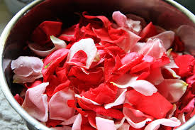 Fresh rose rose petals