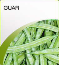 Organic Frozen Cluster Beans, for Cooking, Style : Preserved