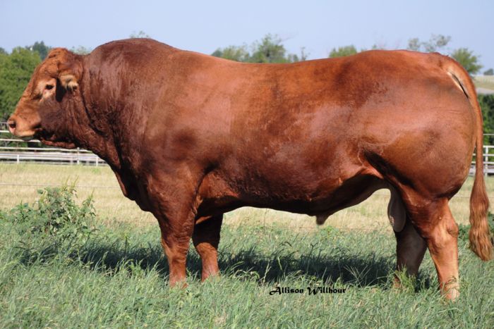 Live Limousin Cattle Bulls