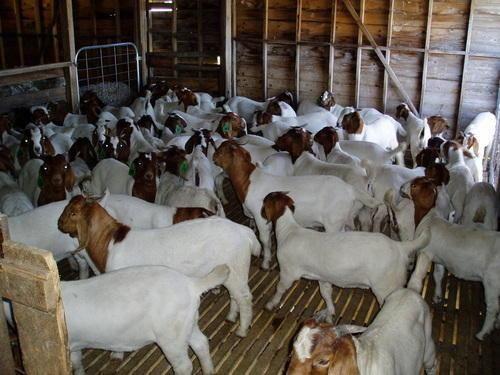Live Nubian Goats