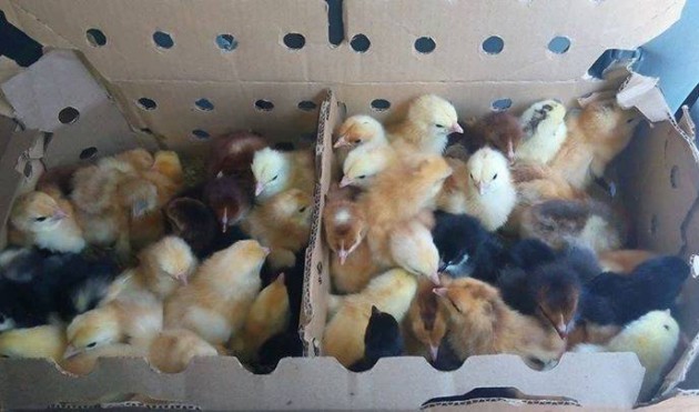 Popular Colour Broiler (FFG) Chicks, for Farming, Size : Day old
