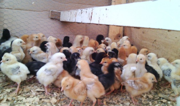  38-42 gram Kuroiler Chicks, Size : Day old