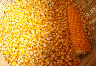 Maize Yellow (Makka)