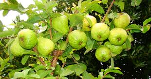 guava plant