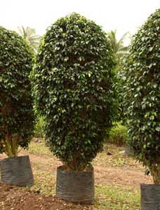 Ficus Black Plants