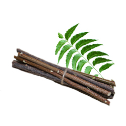 orgenic neem datun(stick)