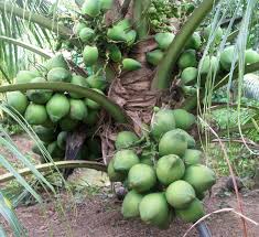 Coconut fruit plant