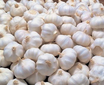 Organic fresh garlic