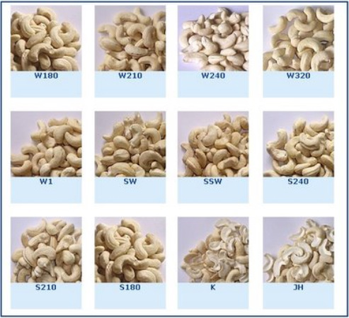 Raw cashew price shop in india 2015