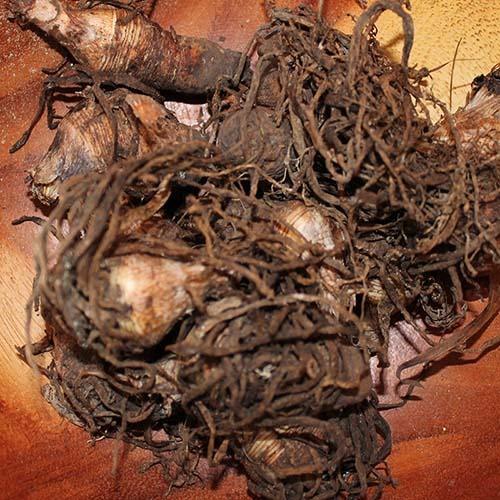 Dioscorea Root