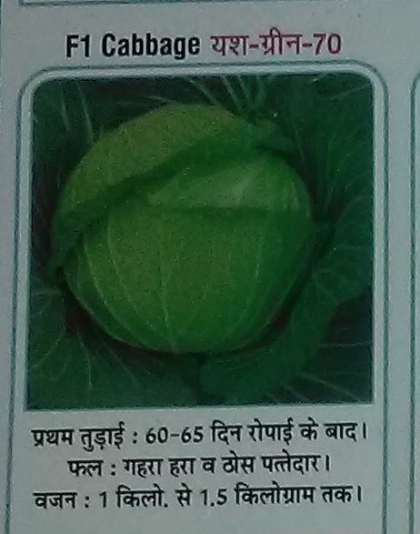 Organic F1 Yash-Green-70 Fresh Cabbage