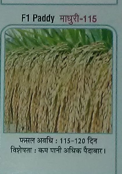Organic Madhuri-115 Paddy Seeds