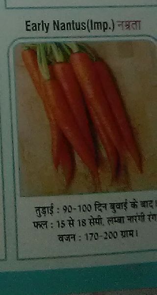 Early Nantus Namrta Fresh Carrot