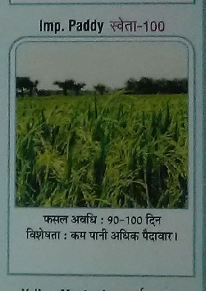 Organic Shweta-100 Paddy Seeds