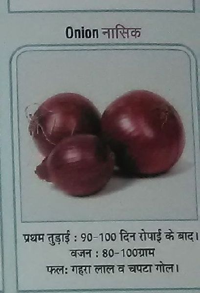 Nasik Fresh Onion