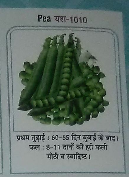 Yash-1010 Fresh Green Peas