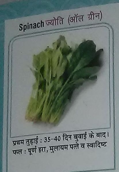 Organic Jyoti Fresh Spinach