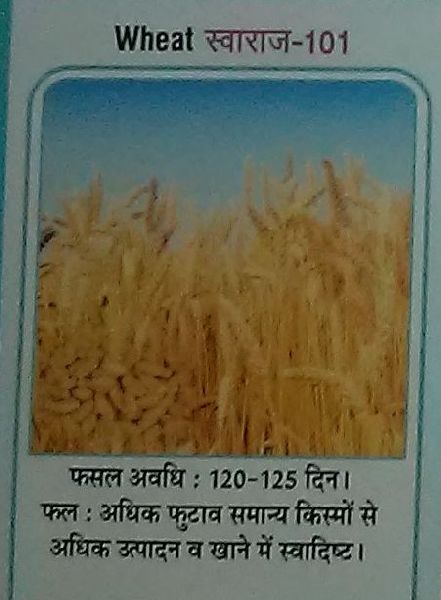 Swaraj-101 Wheat Seeds