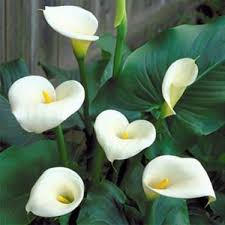Natural Calla Lily Flower Bulbs, Style : Fresh
